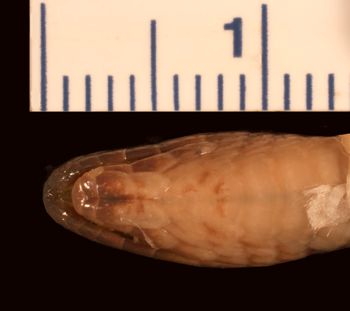 Media type: image;   Herpetology R-19326